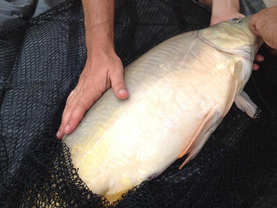 Just Fishing. - 310014333887713391736717556860n.jpg